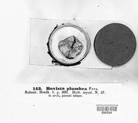 Bovista plumbea image